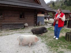 Cesta do košíc - krajinka pri ružomberku, wellnes permon - DSC02248