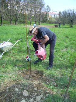Sadenie ovocných stromčekov v záhrade css - lipa - Pic 0496