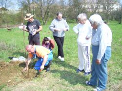 Sadenie ovocných stromčekov v záhrade css - lipa - Pic 0517