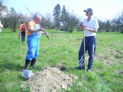 Sadenie ovocných stromčekov v záhrade css - lipa - Pic 0520