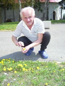Zber liečivých rastlín