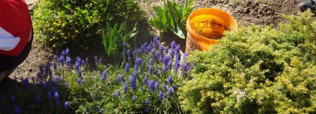 Práca na dvore - okopávanie a sadenie v skalke (21.04. 2020) - DSC02658